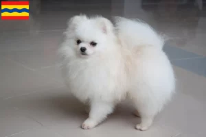 Lees meer over het artikel Spitz fokkers en pups in Overijssel