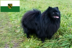 Lees meer over het artikel Spitz fokkers en pups in Saksen