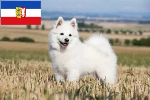 Lees meer over het artikel Spitz fokkers en pups in Sleeswijk-Holstein