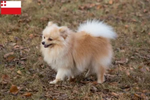 Lees meer over het artikel Spitz fokkers en pups in Utrecht