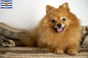 Lees meer over het artikel Spitz fokkers en pups in Zeeland