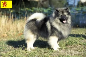 Lees meer over het artikel Spitz fokkers en pups in Zuid-Holland