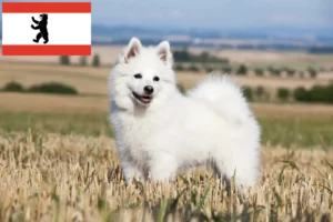 Lees meer over het artikel Spitz fokkers en pups in Berlijn