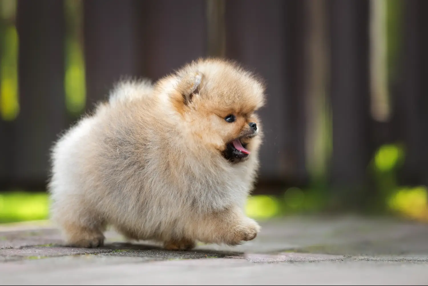 Een Spitz puppy kopen betekent verantwoordelijkheid nemen! Spitz puppy kopen.