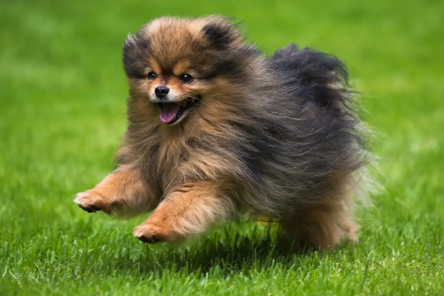 Een Spitz puppy kopen betekent verantwoordelijkheid nemen! Spitz puppy kopen.
