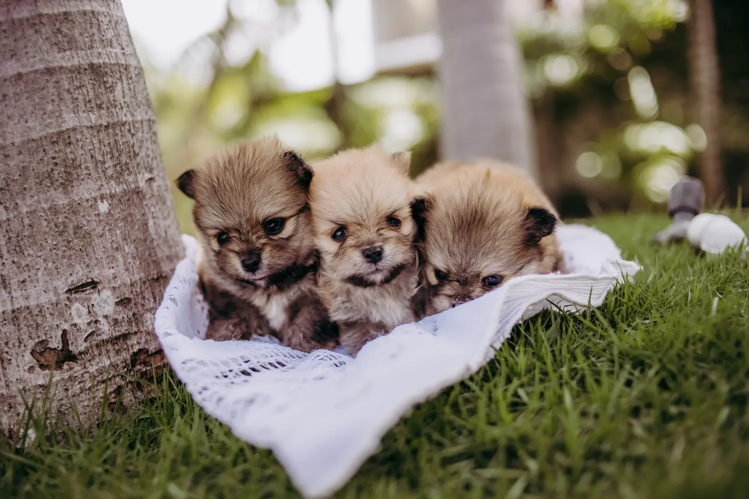 Een Spitz puppy kopen betekent verantwoordelijkheid nemen! Spitz puppy kopen.