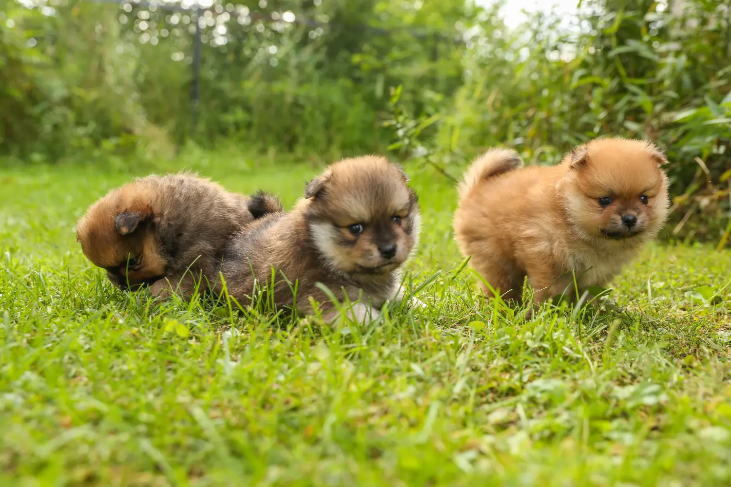 Een Spitz puppy kopen betekent verantwoordelijkheid nemen! Spitz puppy kopen.