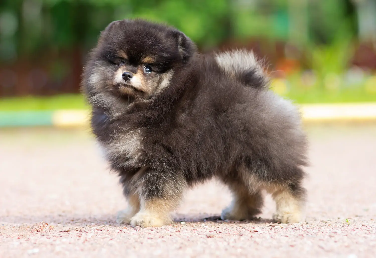 Een Spitz puppy kopen betekent verantwoordelijkheid nemen! Spitz puppy kopen.
