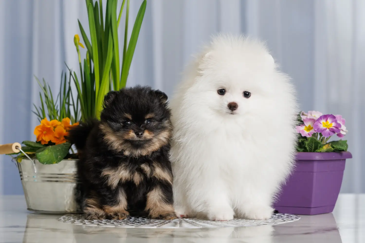 Een Spitz puppy kopen betekent verantwoordelijkheid nemen! Spitz puppy kopen.