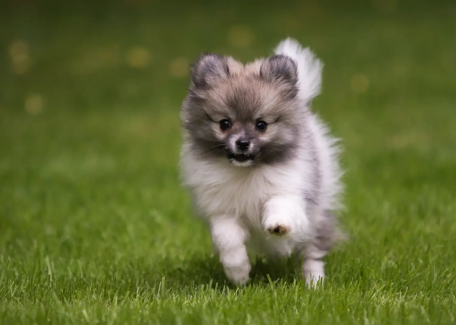 Een Spitz puppy kopen betekent verantwoordelijkheid nemen! Spitz puppy kopen.