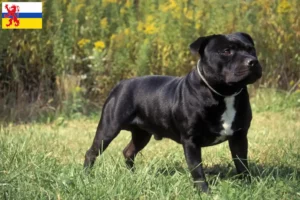 Lees meer over het artikel Staffordshire Bull Terrier fokkers en pups in Limburg