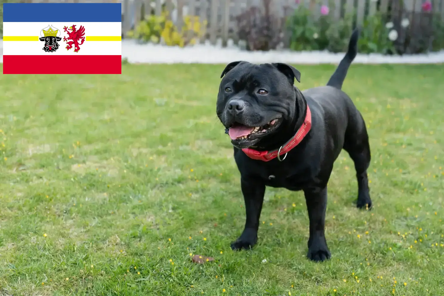 Staffordshire Bull Terrier puppies en fokkers Mecklenburg-Vorpommern Hier vind je Staffordshire Bull Terrier fokkers in Mecklenburg-Vorpommern.