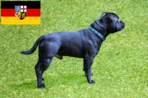 Lees meer over het artikel Staffordshire Bull Terrier fokkers en puppies in Saarland
