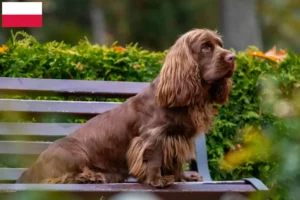 Lees meer over het artikel Sussex Spaniel fokkers en pups in Polen