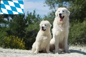Lees meer over het artikel Tatra Herdershonden fokkers en puppies in Beieren