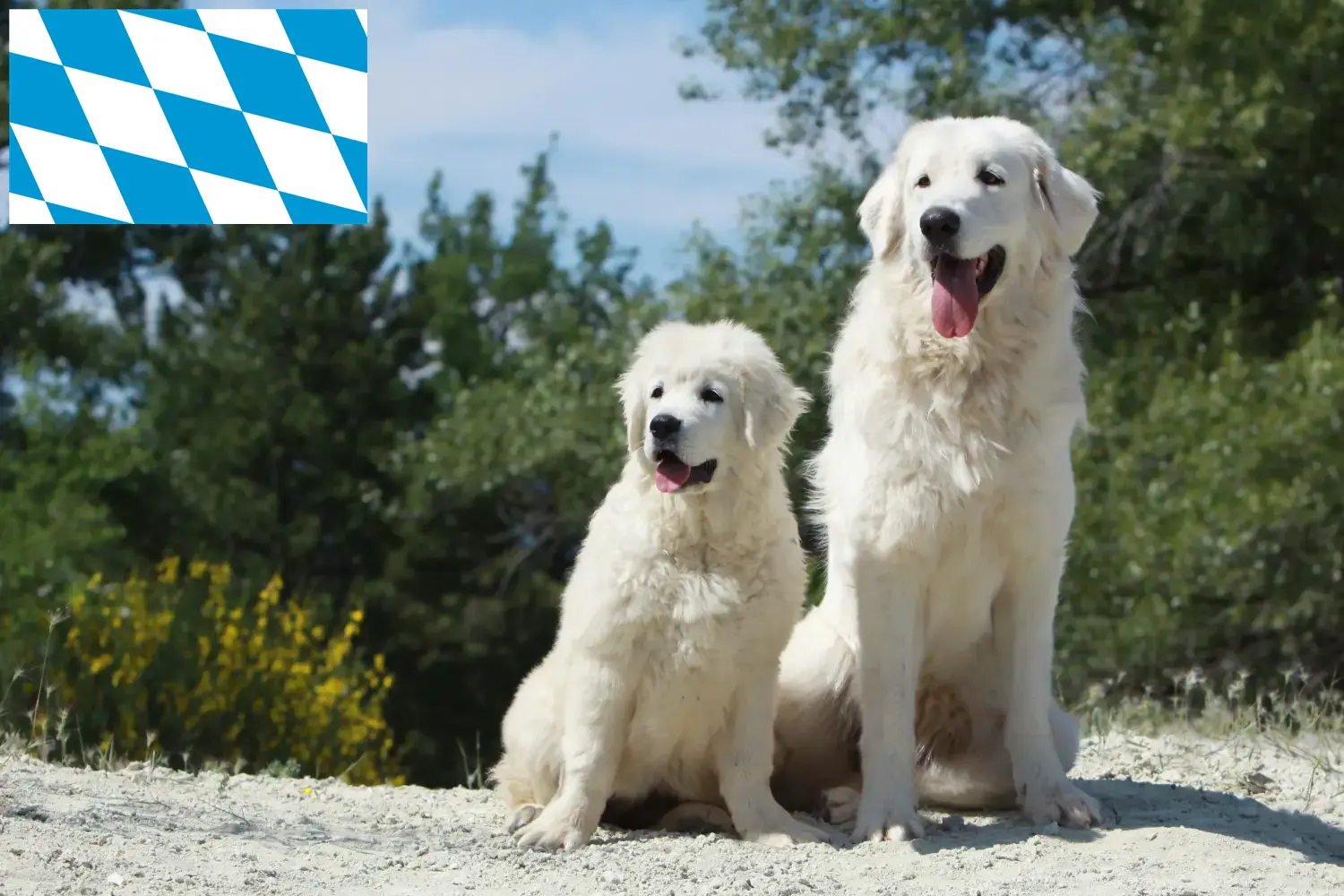 Tatra Herdershond puppy's en fokkers Beieren Hier vind je fokkers van Tatra Herdershonden in Beieren.