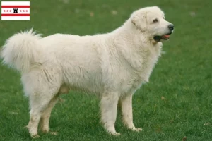 Lees meer over het artikel Tatra Herdershonden fokkers en pups in Drenthe