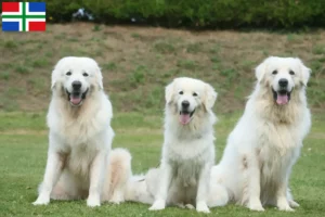 Lees meer over het artikel Tatra Herdershond fokkers en pups in Groningen