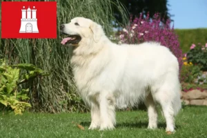 Lees meer over het artikel Tatra Herdershonden fokkers en pups in Hamburg