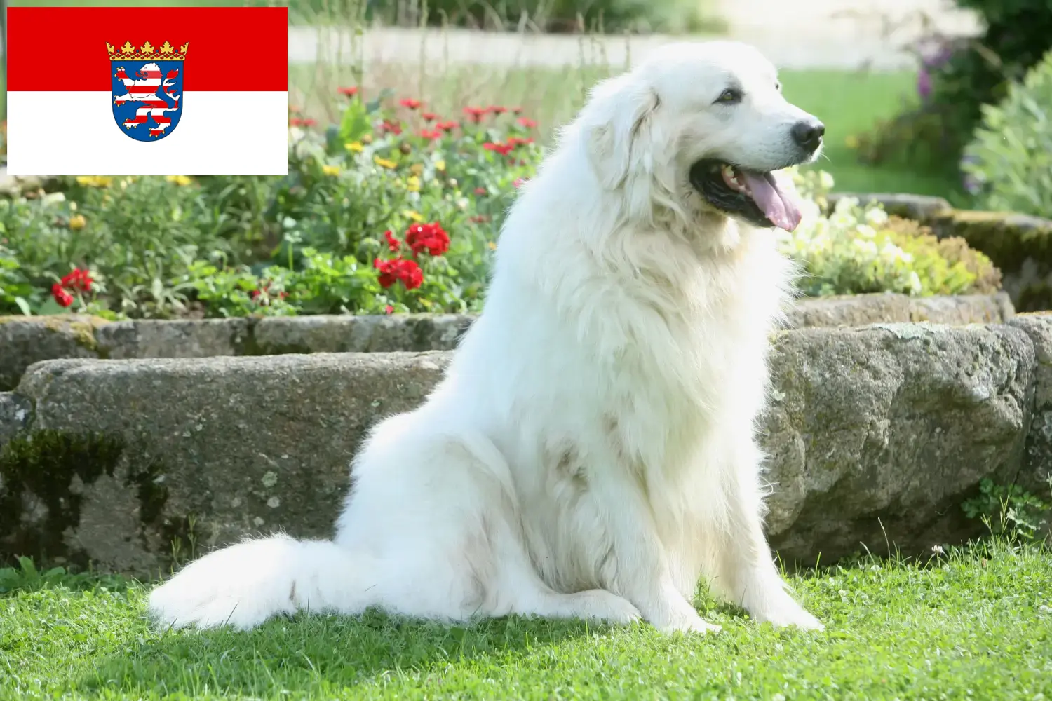 Lees meer over het artikel Tatra Herdershonden fokkers en pups in Hessen