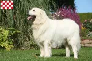 Lees meer over het artikel Tatra Herdershonden fokkers en pups in Noord-Brabant