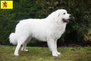 Lees meer over het artikel Tatra Herdershonden fokkers en pups in Zuid-Holland