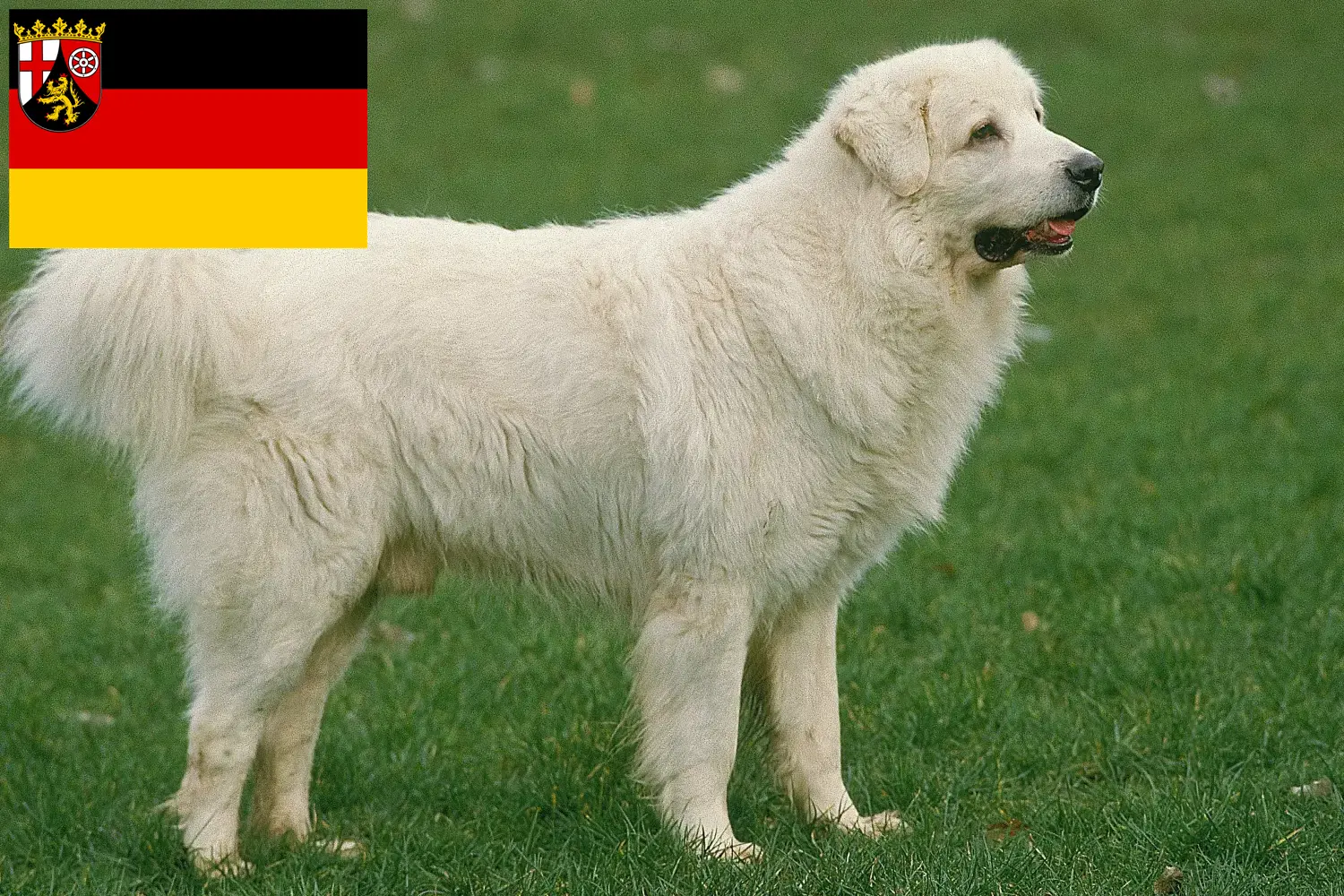 Lees meer over het artikel Tatra Herdershonden fokkers en pups in Rijnland-Palts