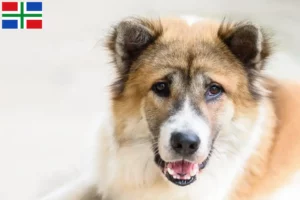 Lees meer over het artikel Thai Bangkaew Hondenfokker en pups in Groningen