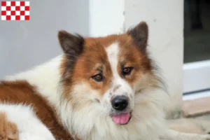 Lees meer over het artikel Thai Bangkaew Hondenfokker en pups in Noord-Brabant