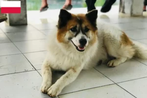 Lees meer over het artikel Thai Bangkaew Hondenfokker en Puppies in Polen