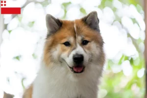 Lees meer over het artikel Thai Bangkaew Hondenfokker en pups in Utrecht
