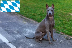 Lees meer over het artikel Thai Ridgeback fokkers en pups in Beieren