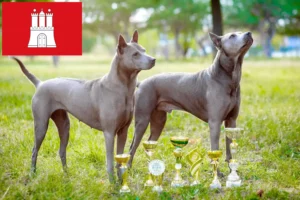 Lees meer over het artikel Thai Ridgeback fokker en pups in Hamburg