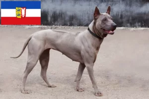 Lees meer over het artikel Thai Ridgeback fokkers en pups in Sleeswijk-Holstein