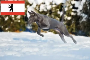 Lees meer over het artikel Thai Ridgeback fokker en pups in Berlijn