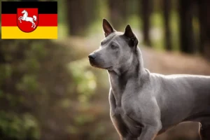 Lees meer over het artikel Thai Ridgeback fokkers en pups in Nedersaksen