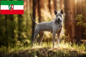 Lees meer over het artikel Thai Ridgeback fokkers en pups in Noordrijn-Westfalen