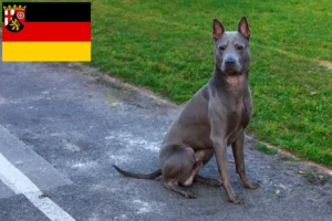 Lees meer over het artikel Thai Ridgeback fokkers en pups in Rijnland-Palts