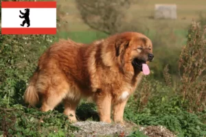 Lees meer over het artikel Tibetaanse Hondenfokker en puppies in Berlijn