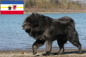 Lees meer over het artikel Tibetaanse Hondenfokker en puppies in Mecklenburg-Vorpommern