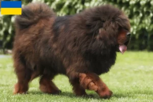 Lees meer over het artikel Tibetaanse Hondenfokker en puppies in Oekraïne