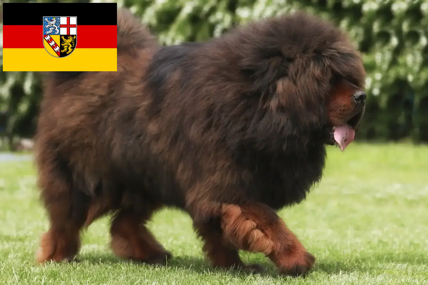 Tibetandog pups en fokker Saarland Hier vind je Tibetaanse Hondenfokkers im Saarland.