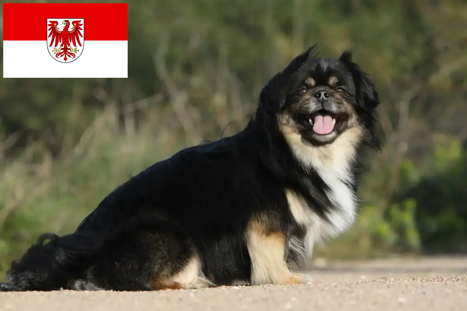 Tibetaanse Spaniël puppies en fokker Brandenburg Hier vind je Tibetaanse Spaniël fokkers in Brandenburg.