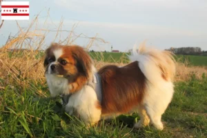 Lees meer over het artikel Tibetaanse Spaniël fokkers en pups in Drenthe