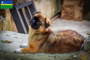 Lees meer over het artikel Tibetaanse Spaniël fokkers en pups in Flevoland