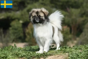 Lees meer over het artikel Tibetaanse Spaniël fokkers en pups in Zweden