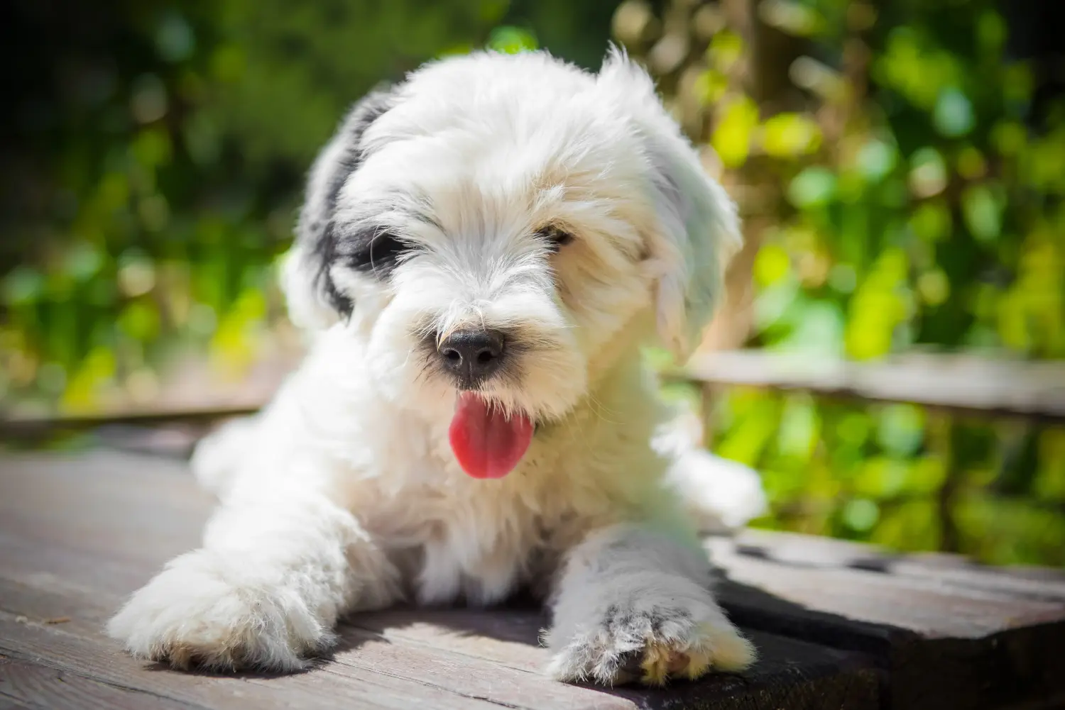 Een Tibetaanse Terrier puppy kopen betekent verantwoordelijkheid nemen! Tibetaanse Terrier puppy kopen.