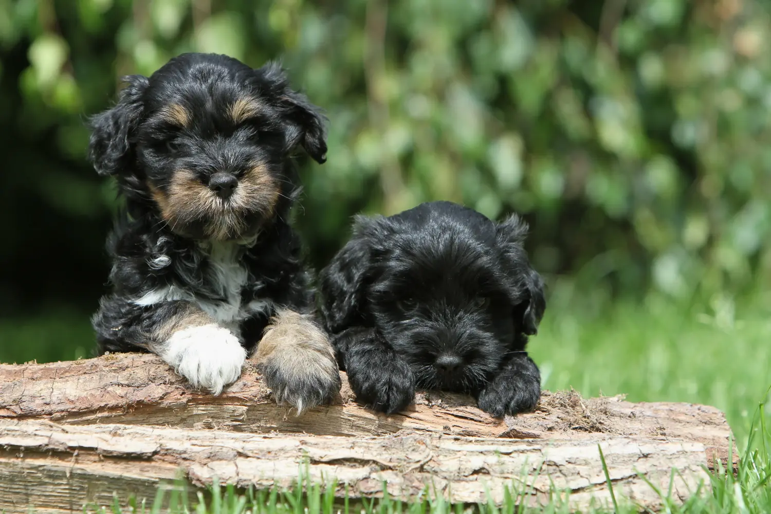 Een Tibetaanse Terrier puppy kopen betekent verantwoordelijkheid nemen! Tibetaanse Terrier puppy kopen.