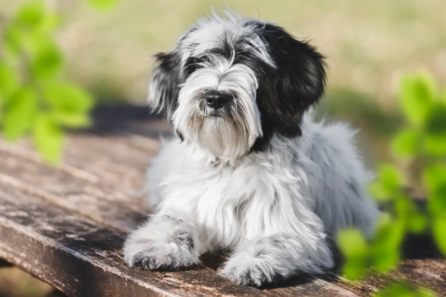 Een Tibetaanse Terrier puppy kopen betekent verantwoordelijkheid nemen! Tibetaanse Terrier puppy kopen.