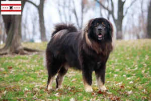 Lees meer over het artikel Tibetaanse Hondenfokker en puppies in Drenthe